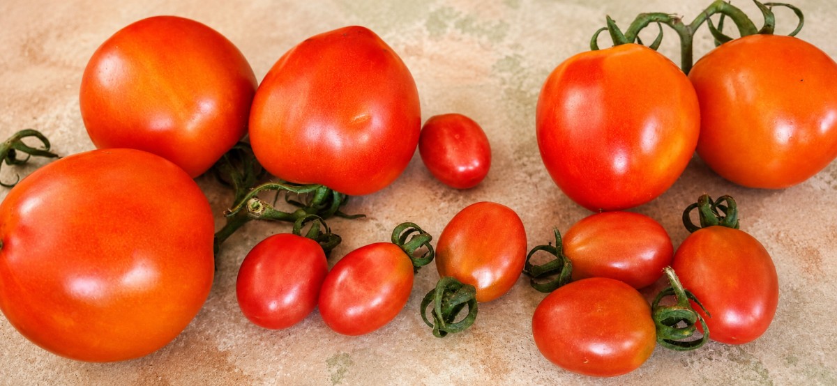 Entre Sementes e Tomates: os Frutos da Vida