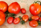 Entre Sementes e Tomates: os Frutos da Vida
