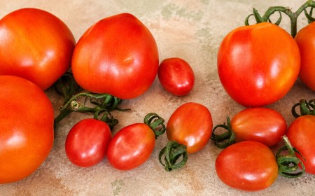 Entre Sementes e Tomates: os Frutos da Vida