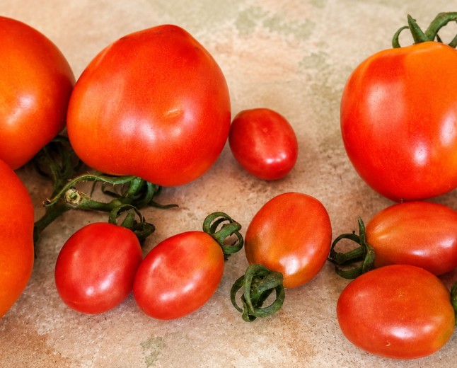 Entre Sementes e Tomates: os Frutos da Vida